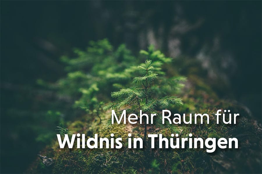 PULS13 gewinnt Ausschreibung zur Konzeption für „Waldwildnis in Thüringen“