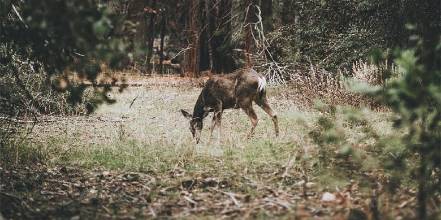 Reh im Wald